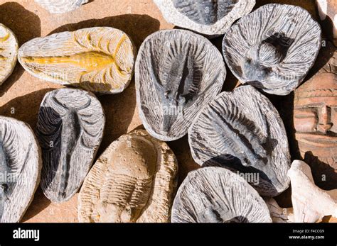 fossils for sale in morocco.